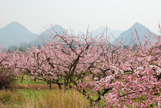 桃花春色