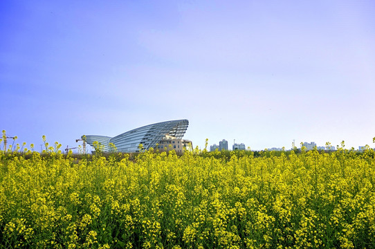 金华婺剧院 油菜花全景