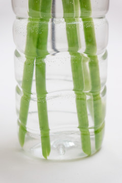 塑料瓶 植物根