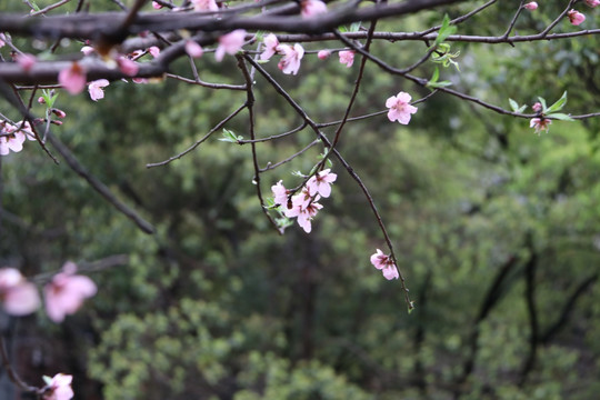 桃花