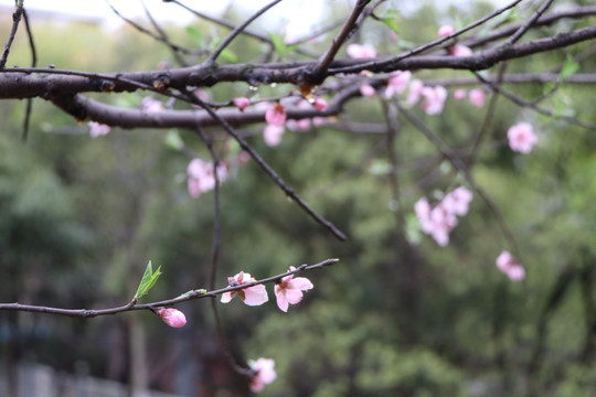 桃花