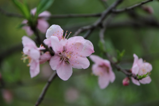 桃花