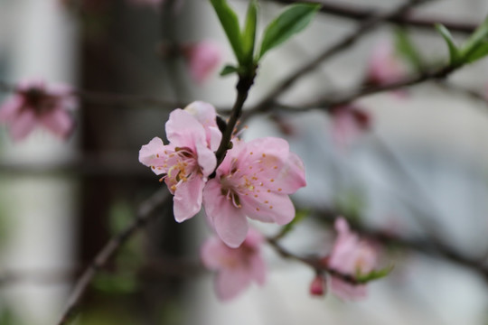 桃花