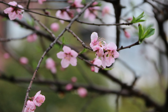 桃花