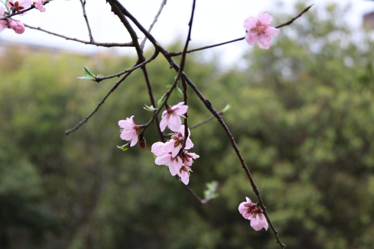 桃花