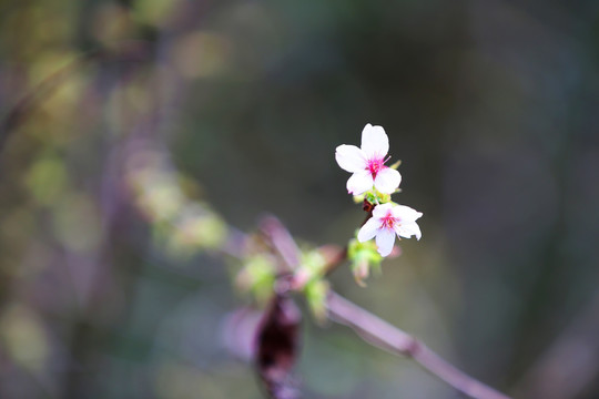 山花烂漫