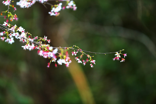 山花烂漫