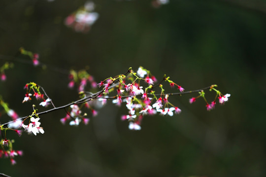 山花烂漫