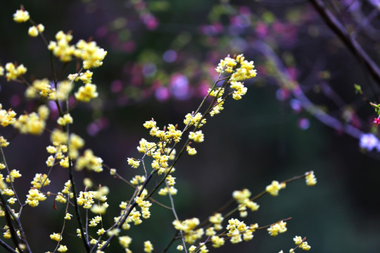 山花烂漫