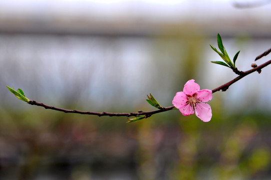 桃花