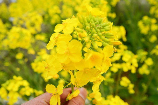 油菜花 花卉 植物 户外 油菜