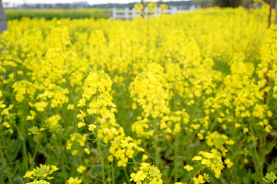 油菜花 花卉 植物 户外 油菜