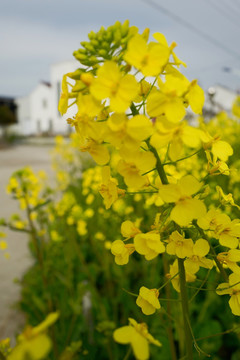 油菜花 花卉 植物 户外 油菜