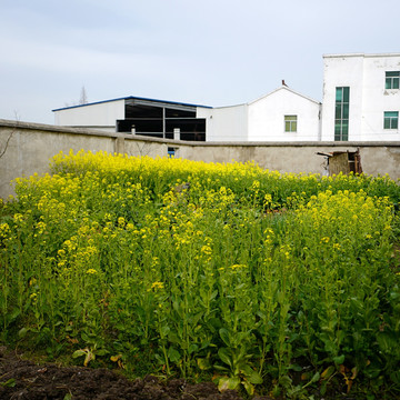 油菜花 花卉 植物 户外 油菜