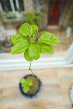 海棠花 花卉 绿叶 植物 盆栽