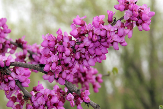 满条红 紫色花