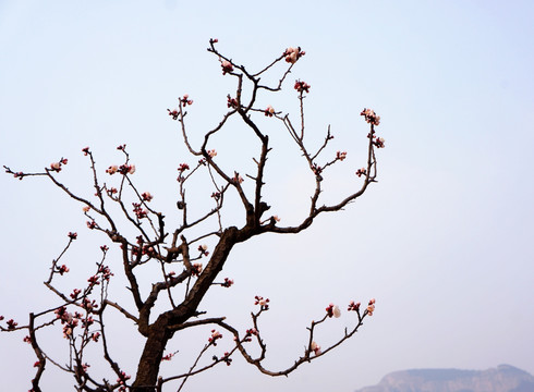 水墨花枝