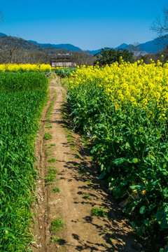 田园小路