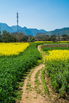 乡村田园