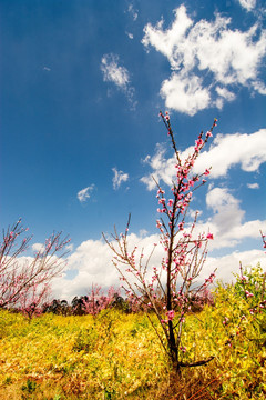 桃林桃花