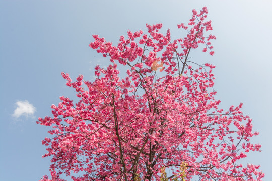 粉红的樱花