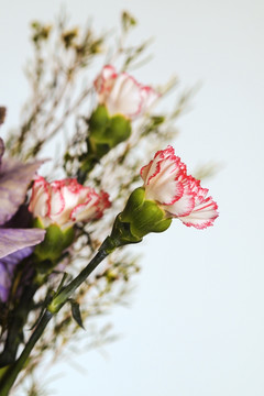 康乃馨 花蕾 鲜花