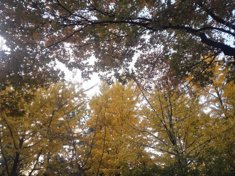 秋天树林