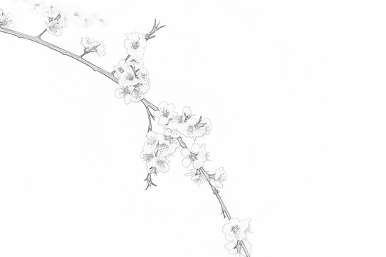 素描桃花