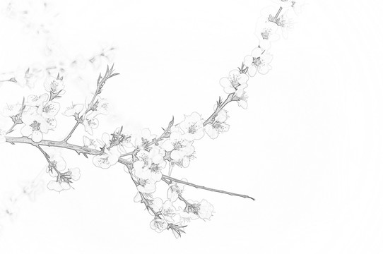 桃花素描圖