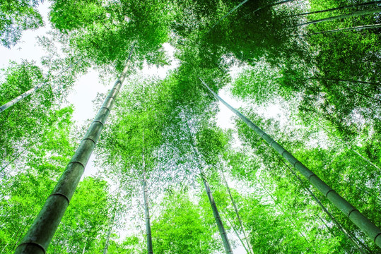 竹林仰拍 天空