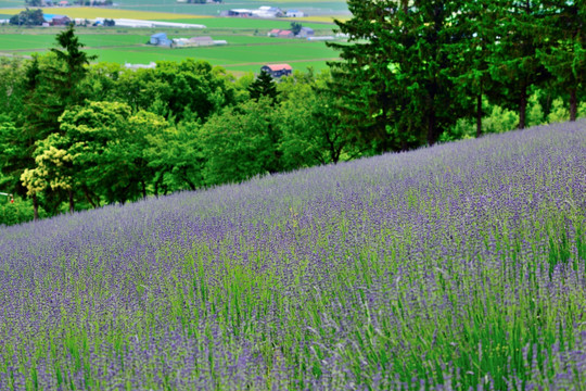 北海道薰衣草花田