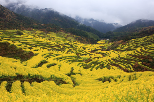 婺源篁岭油菜花