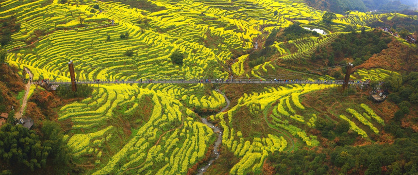 婺源篁岭油菜花