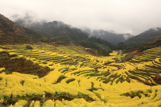 婺源篁岭油菜花