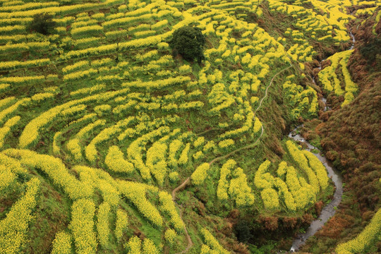 婺源篁岭油菜花