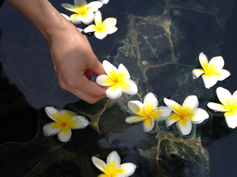 在池塘捡起漂浮的鸡蛋花