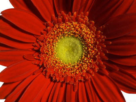 雏菊