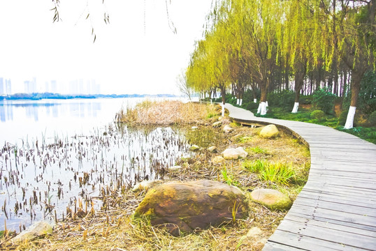 芦苇丛 太湖湿地 栈道