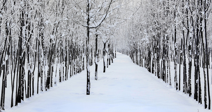 雪景