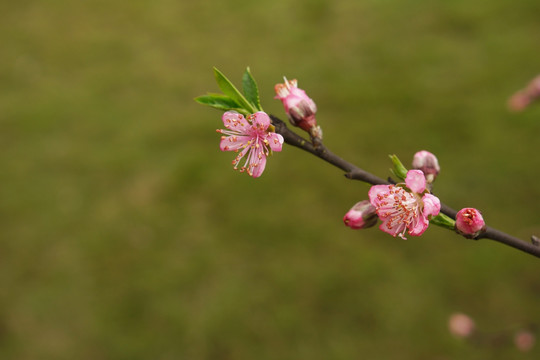 花卉