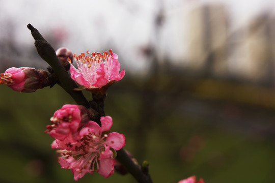 花蕊