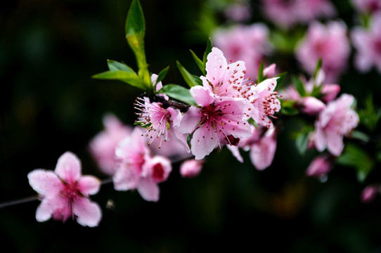 桃花