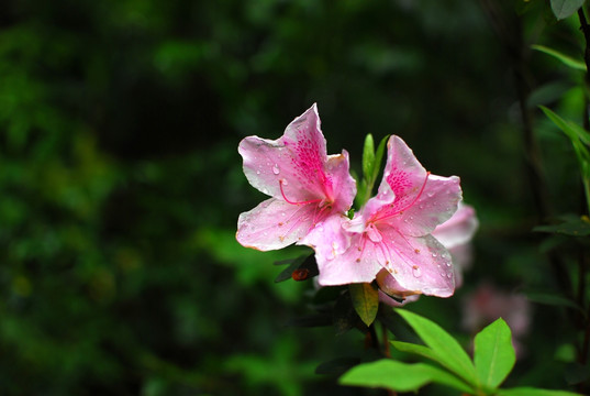 杜鹃花