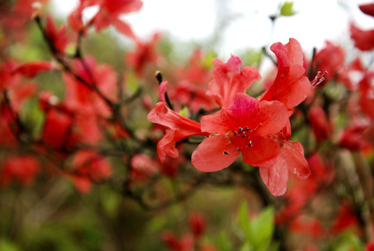 杜鹃花