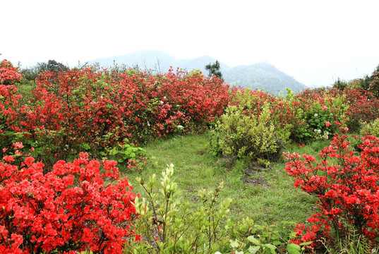 杜鹃花