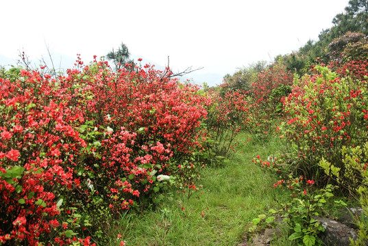 杜鹃花