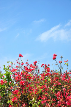 杜鹃花