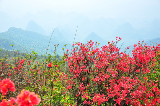 杜鹃花