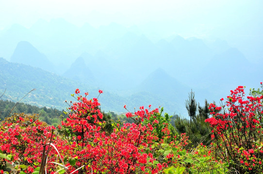 杜鹃花