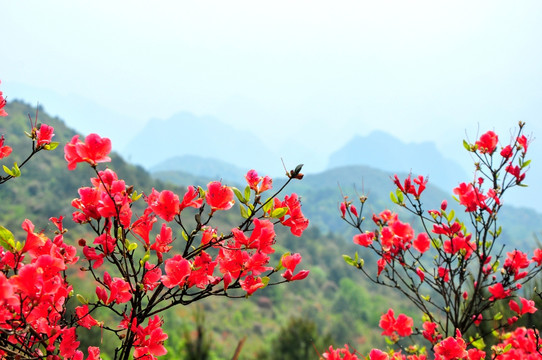 杜鹃花